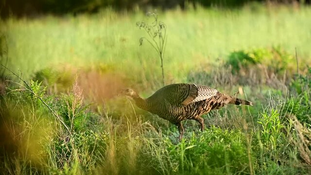 One single wild alive female turkey walking carefully through green vegetation and green grass meadow and turns head looking at camera on sunny day, handheld shallow focus
