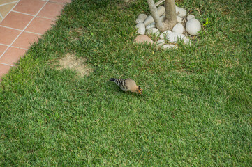 bird with bright plumage looking for insects in the grass. Bird Upupa
