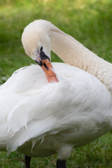 Obraz premium The swan close up