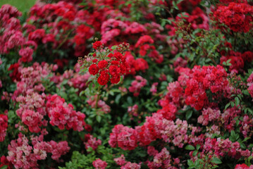 red flowers