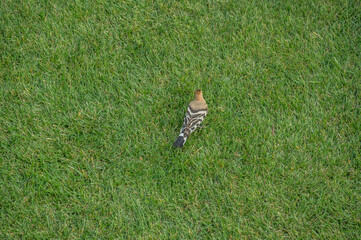 bird with bright plumage looking for insects in the grass. Bird Upupa