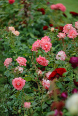 red and white flowers