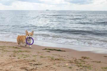 Obraz na płótnie Canvas dog on the beach