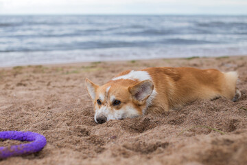 dog on the beach