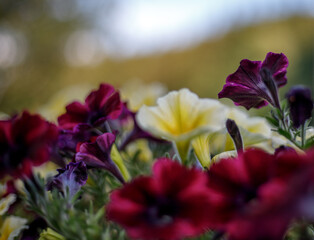 fucus of red violet and yellow flowers with bokeh