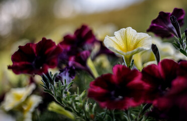 fucus of red violet and yellow flowers with bokeh