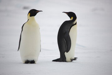 Antarctica emperor penguin close up on a cloudy winter day