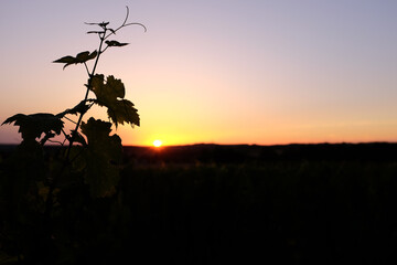 Coucher de soleil dans la vigne