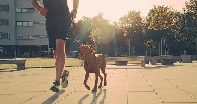 Silhouettes of runner and dog on city street under sunrise sky in morning time. Outdoor walking. Athletic young man with his dog are running in town. SLOW MOTION CLOSE UP, 4K video