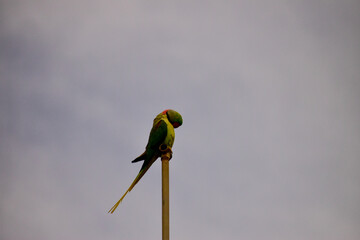 Parrots have a heavy, in relation to their size, and compact body with a large head and a short...