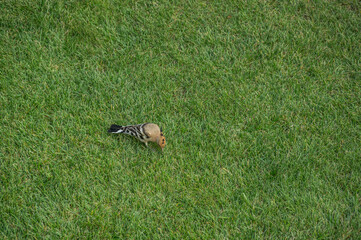 bird with bright plumage looking for insects in the grass. Bird Upupa