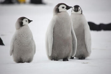 Antarctica emperor penguin chicks on a cloudy winter day