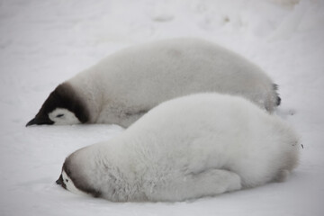 Antarctica emperor penguin chicks on a cloudy winter day