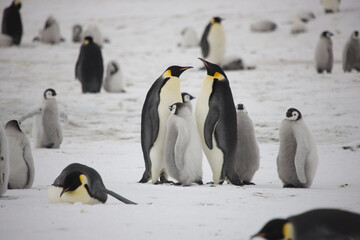 Antarctica emperor penguin chick with parents on a cloudy winter day