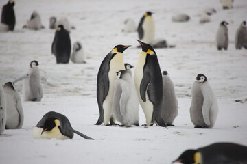 Obraz premium Antarctica emperor penguin chick with parents on a cloudy winter day
