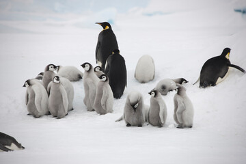 Antarctica group of emperor penguin chicks close up on a cloudy winter day