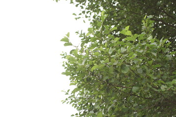 alder branches with young leaves