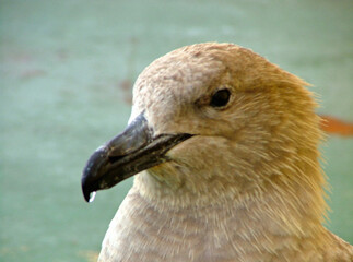 Antarctica skua close up on a cloudy winter day