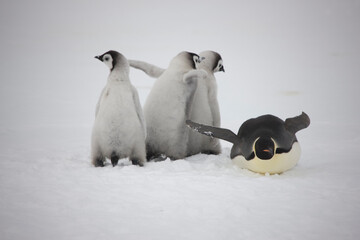 Antarctica school for the emperor penguin on a cloudy winter day