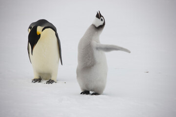 Antarctica emperor penguin chick with parents on a cloudy winter day