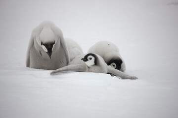 Antarctica emperor penguin chicks on a cloudy winter day