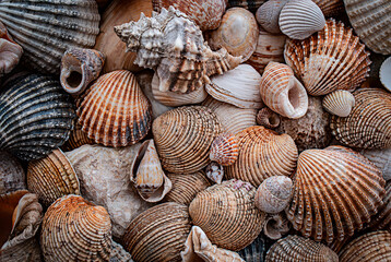 sea shells a textured background