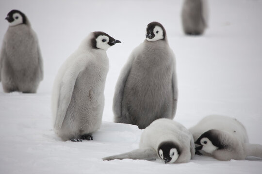 Antarctica emperor penguin chicks on a cloudy winter day