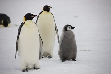 Fototapeta na wymiar Antarctica emperor penguin with chicks close up on a cloudy winter day