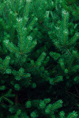Background of green spruce branches in dark light
