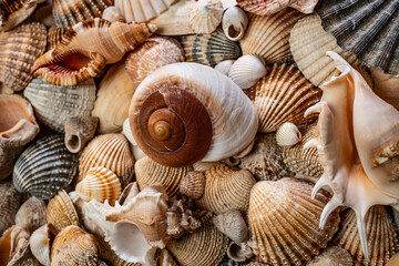 sea shells a textured background