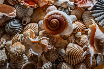 sea shells a textured background
