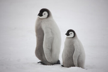 Antarctica emperor penguin chicks on a cloudy winter day