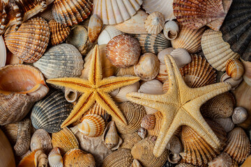 sea shells a textured background