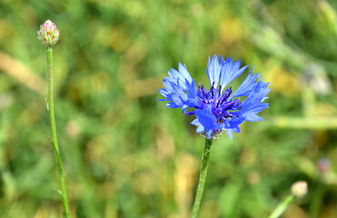 Centaurea cyanus blue flowering plant in the field, cornflower in bloom, flower bud
