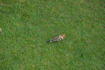 bird with bright plumage looking for insects in the grass. Bird Upupa