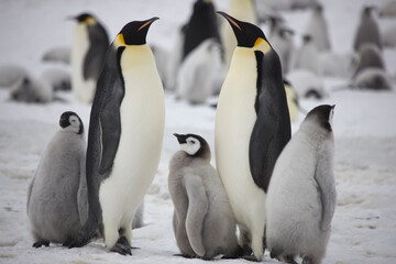 Naklejka na ściany i meble Antarctica emperor penguin with chicks close up on a cloudy winter day