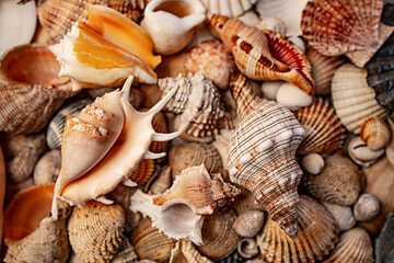 sea shells a textured background