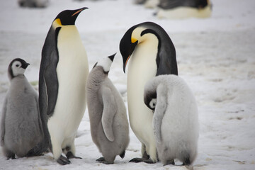 Naklejka na ściany i meble Antarctica emperor penguin with chicks close up on a cloudy winter day