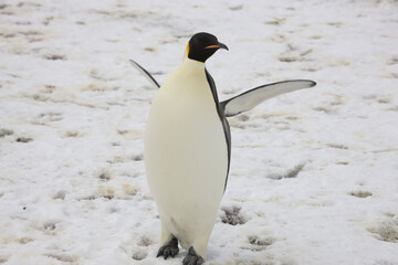 Obraz premium Antarctica emperor penguin close up on a cloudy winter day