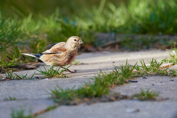 Bluthänfling Männchen im Frühjahr in der Oberlausitz