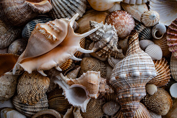 sea shells a textured background