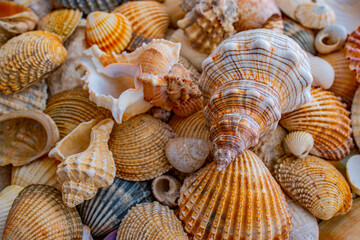 sea shells a textured background