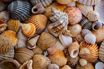 sea shells a textured background