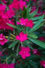 Closeup of pink nerium oleander flowers in a public garden