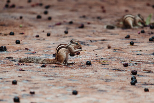 Closeup shot of squirrel eating berries from the ground