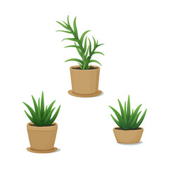 Decorative and medicinal potted plants. Home decor. Vector illustration. Aloe vera and candelabra aloe. Indoor design elements.