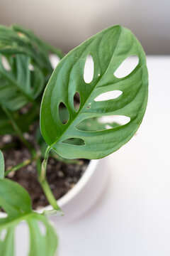 Close up on fenestrated holey swiss cheese leaf vine, alsa known as Monstera adansonii.