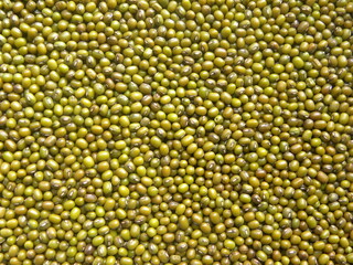Green color whole Mung beans legume