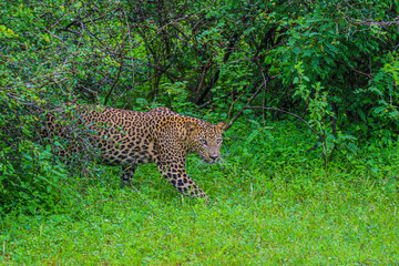 leopard in the grass