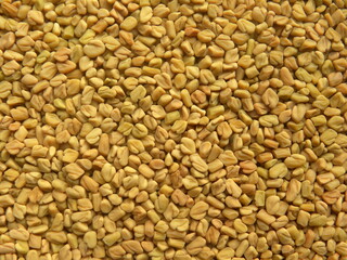 Yellow color dry Fenugreek seeds